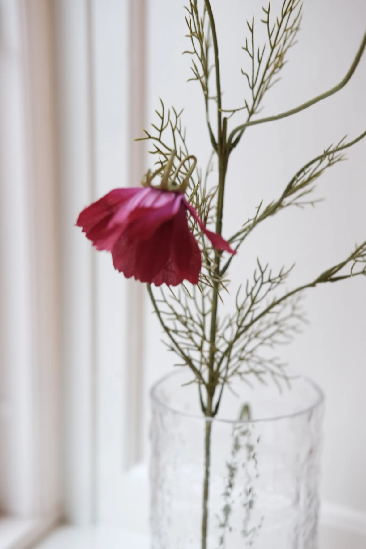 Blomst • Cosmos • Stolt Kavaler • Fuchsia - Image 4