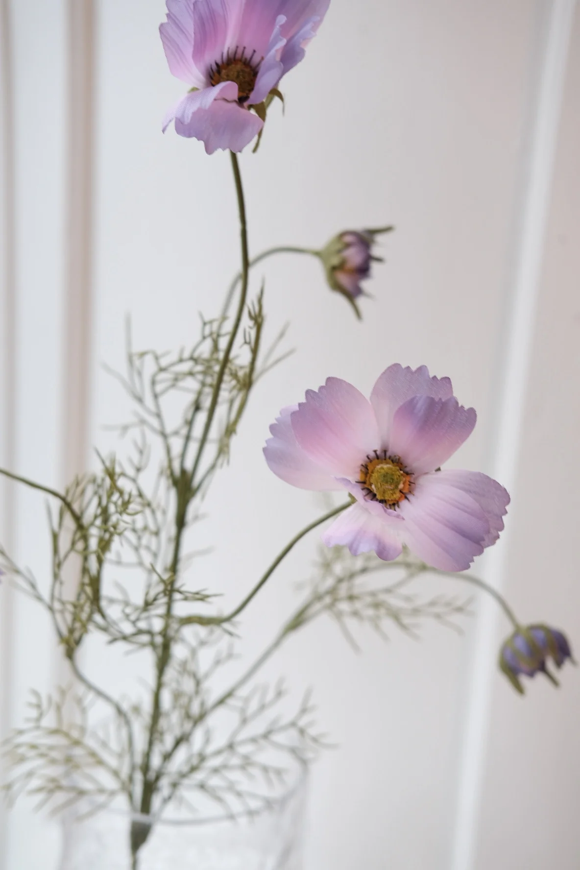 Blomst • Cosmos • Stolt Kavaler • Lilla - Image 2