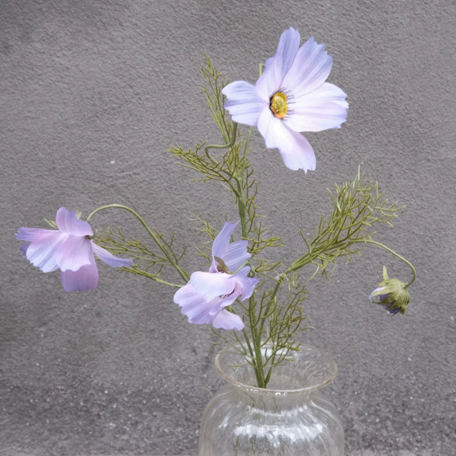 Blomst • Cosmos • Stolt Kavaler • Lilla - Image 3