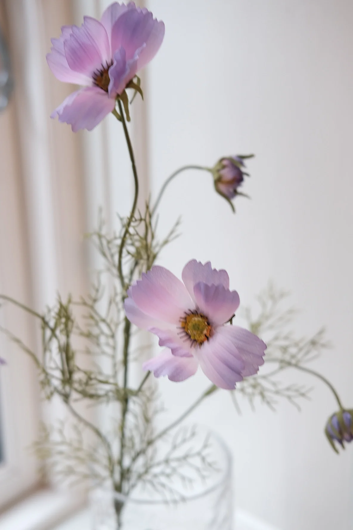 Blomst • Cosmos • Stolt Kavaler • Lilla - Image 4
