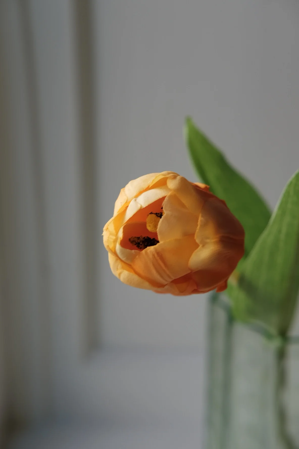 Blomst • Tulipan • Lille • Orange - Image 3